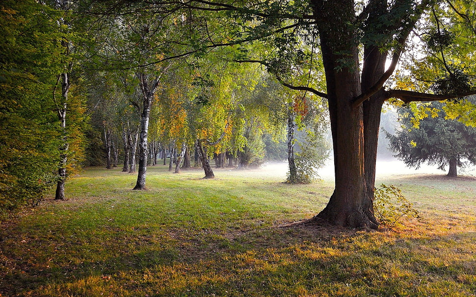 brown and green tree, landscape, forest HD wallpaper