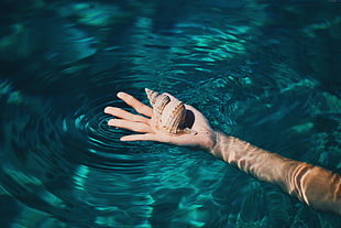 person holding conch on body of water