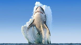 great white shark, animals, sea, shark, jumping HD wallpaper