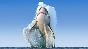 great white shark, animals, sea, shark, jumping