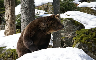 brown bear standing near tree