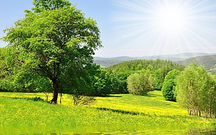 green leaved trees and grass field under sunny sky