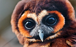 brown Owl close up photography
