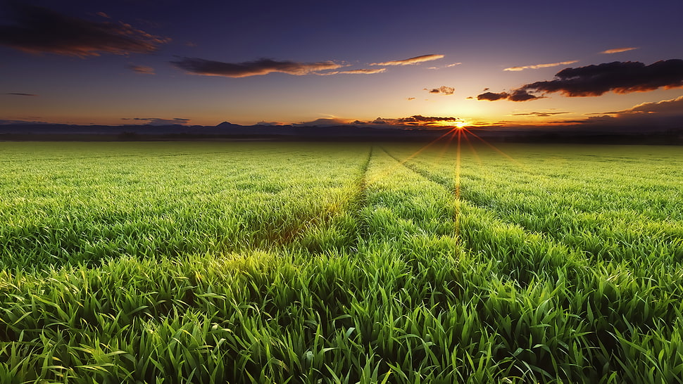 grass field, landscape, nature, sunset, panoramas HD wallpaper