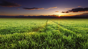 grass field, landscape, nature, sunset, panoramas