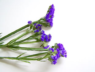 purple Statice flower