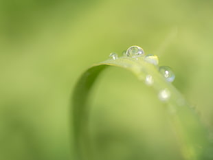 selective focus photography of water dew on leaf