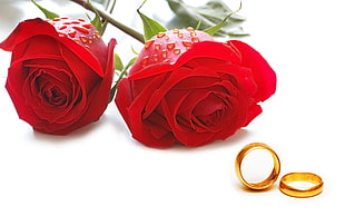 two red roses and two gold-colored rings