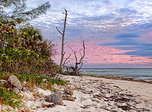tree on seashore during cloudy sky