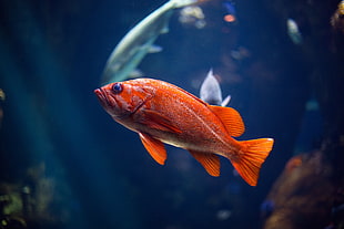 orange fish, Fish, Underwater world, Red