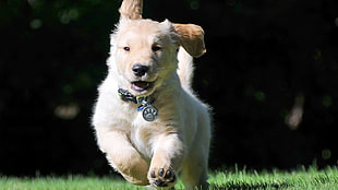light golden retriever puppy running on grass field at daytime