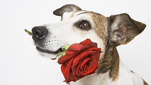 white and tan Jack Russell Terrier holding Rose