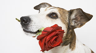 white and tan Jack Russell Terrier holding Rose HD wallpaper