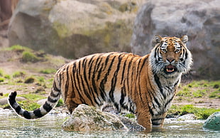 tiger near big stones during daytime