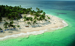 palm tree lot, landscape, tropical, beach, palm trees