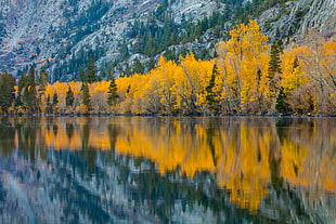 landscape photography yellow trees near mountain, silver lake, california HD wallpaper