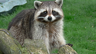 fawn and black Racoon standing on wood and grass