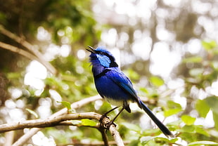 blue bird on brown tree branch in close-up photo