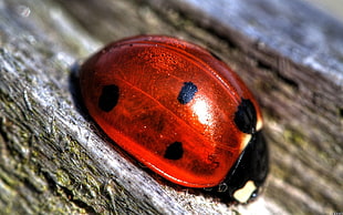 close-up photography of red Ladybug