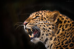 selective focus photography of brown Leopard