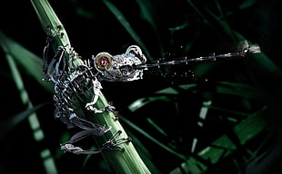 gray robot frog illustration, robot, mech HD wallpaper