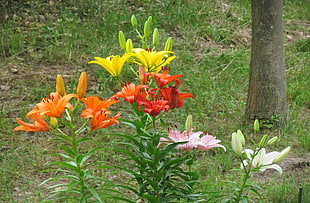 white, red, yellow, and orange petaled flowers