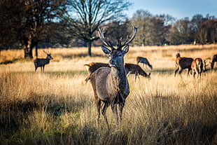 gray stag on brown field, deer, deer HD wallpaper