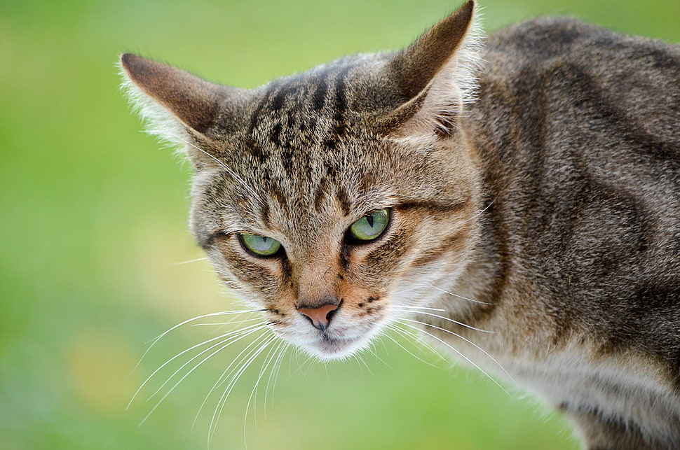 brown tabby cat HD wallpaper