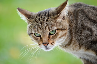 brown tabby cat
