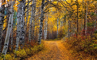 pathway in the middle of trees, nature, landscape, Aspen, trees HD wallpaper