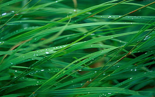 macro shot of green plant