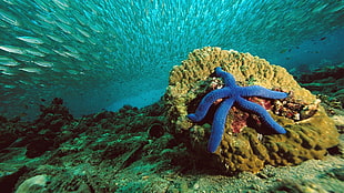 blue starfish, nature, starfish, sea, water HD wallpaper