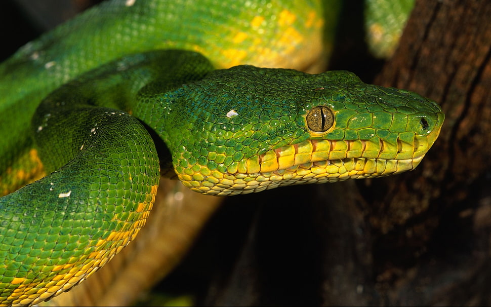 photo of green python HD wallpaper