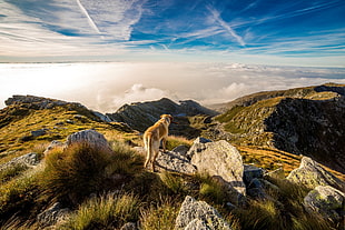 photo of short-coated brown dog on stones facing mountain under the blue sky