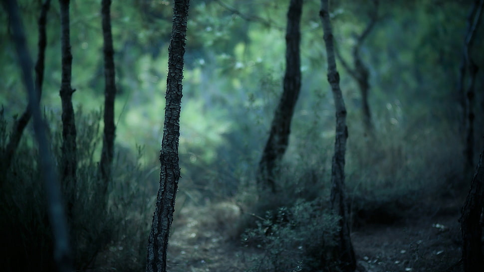forest during daytime HD wallpaper