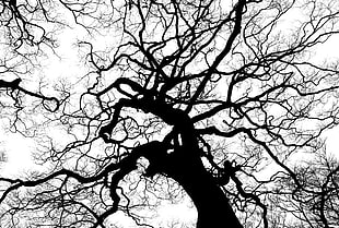 black tree photo