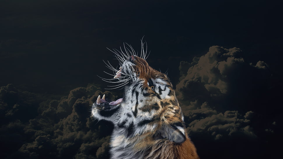 brown and white tiger, tiger, clouds, animals, sky HD wallpaper