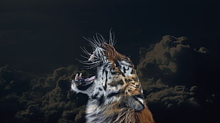 brown and white tiger, tiger, clouds, animals, sky