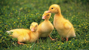 three yellow ducklings on green grass