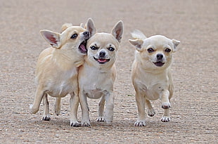 three tan short coated puppies on gray pavement