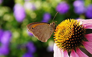 selective photography of brown butterfly underwing on pink petaled flower
