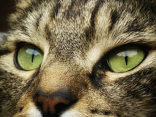 close up photo of green cat eyes HD wallpaper