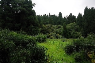 green trees and green grass, forest