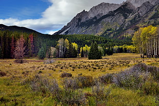 landscape photography of mountain beside forest, banff national park HD wallpaper
