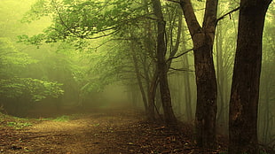 green trees foggy forest