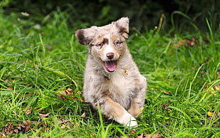 Australian shepherd puppy running on green grass during daytime HD wallpaper