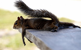 selective focus photography of black squirrel lying of wooden board