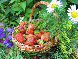 red strawberry on brown wicker basket