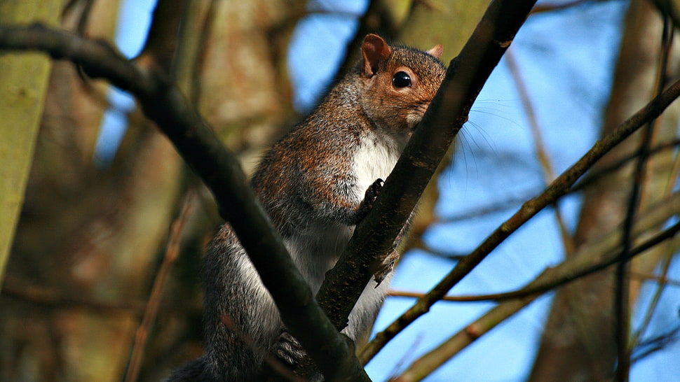 selective focus photography of squirrel on tree branch HD wallpaper