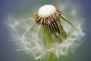 macroshot photo of dandelion
